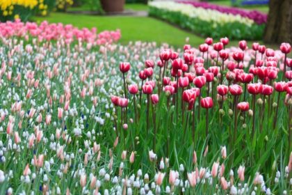 blooming_flower_garden_199003