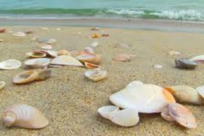 Shells_AseKa